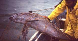 Organizaciones internacionales urgen a AMLO a evitar extinción de la vaquita marina