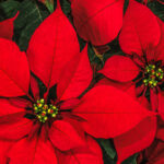 El embajador y Cuetlaxóchitl