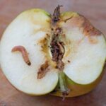 El gusano en la manzana