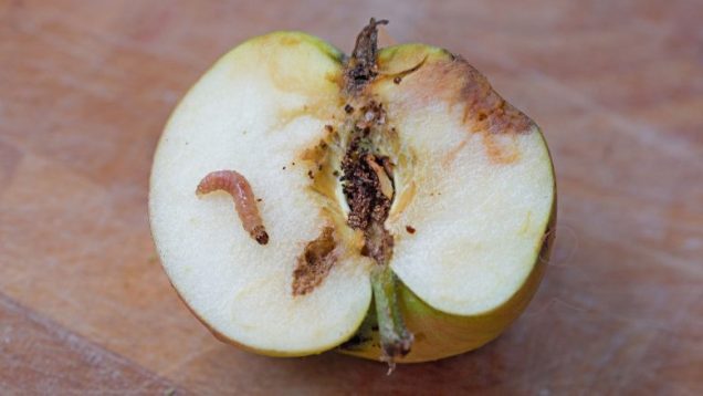 El gusano en la manzana