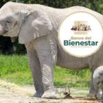 Banco del Bienestar, un elefante blanco