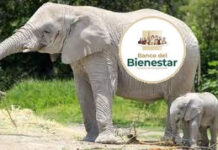Banco del Bienestar, un elefante blanco