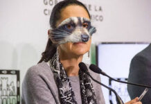 ‘Mapache’ científica