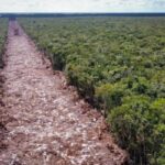 Desdén por la Ecología