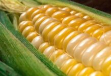 Tecnológico de Monterrey desarrolla maíz nutracéutico, para combatir la crisis alimentaria global y mejorar la salud