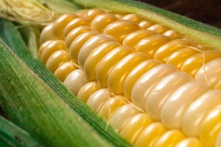 Tecnológico de Monterrey desarrolla maíz nutracéutico, para combatir la crisis alimentaria global y mejorar la salud