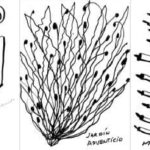 CASUL presenta la exposición Jardín adventicio, de Luis Palacios Kaim, un diálogo entre naturaleza, ciudad y artes visuales