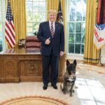 Plan Trump diluye Plan X de Sheinbaum; “no en el pie”