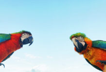 #SabiaQue se compara a la IA con un «loro estocástico»