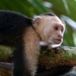La campaña #stopanimalselfies y su guía para fotografiar la vida silvestre con responsabilidad