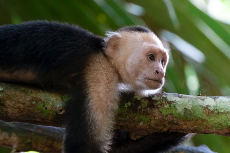 La campaña #stopanimalselfies y su guía para  fotografiar la vida silvestre con responsabilidad