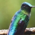 La importancia de los colibríes en las culturas mesoamericanas, en el nuevo capítulo de la serie Arqueología Mexicana, por TV UNAM