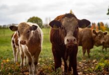 Robo de Ganado en México: Desafíos a la Seguridad Rural