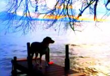 FICUNAM presenta función especial en 3D de Adiós al lenguaje, de Jean-Luc Godard