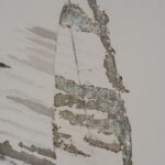 Anima Mundi: Sandra Pani presenta arte para reflexionar sobre la conexión con la ciencia