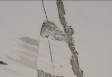 Anima Mundi: Sandra Pani presenta arte para reflexionar sobre la conexión con la ciencia
