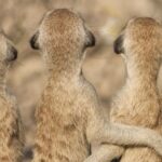 TV UNAM transmite la serie documental Sonidos de la naturaleza