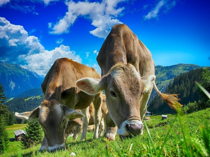 cows-2641195_1280 (1)