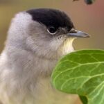 TV UNAM estrena Migraciones secretas, serie documental que revela viajes invisibles en la naturaleza