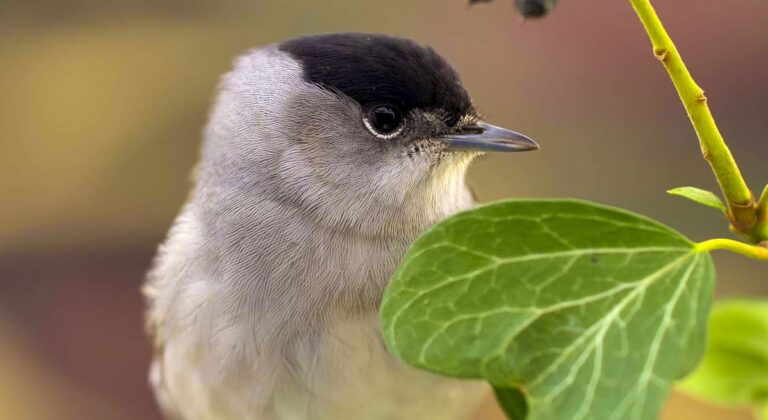 TV UNAM estrena Migraciones secretas, serie documental que revela viajes invisibles en la naturaleza