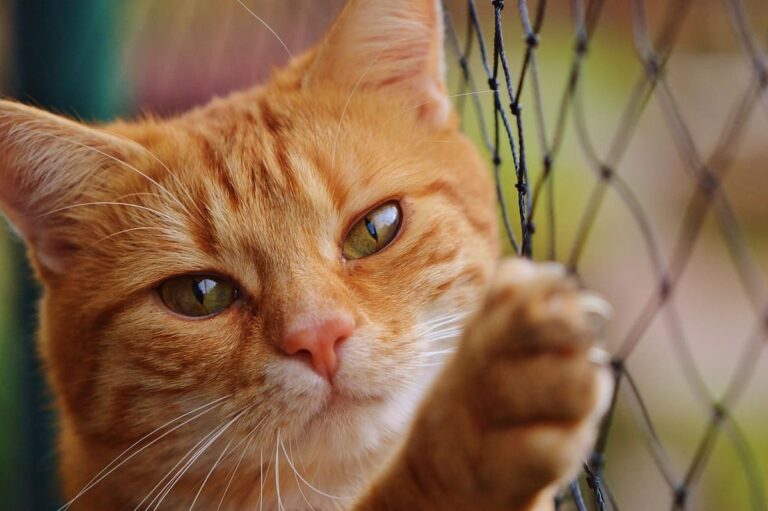 Sabías que el 8 de agosto es el día mundial del gato