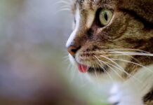 Día Internacional del Gato: 6 claves para asegurar la salud y el bienestar de tu michi