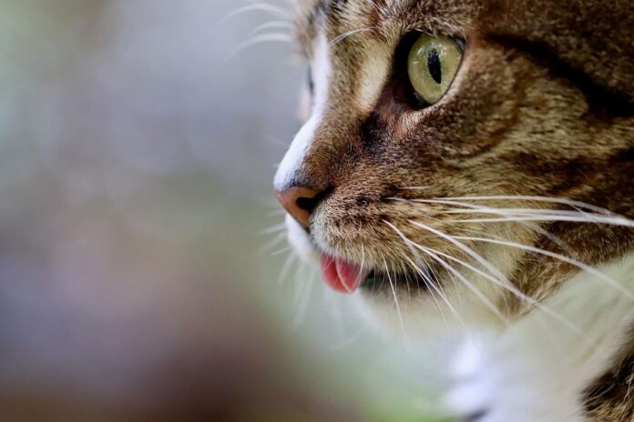 cat-5628953_1280 (1)