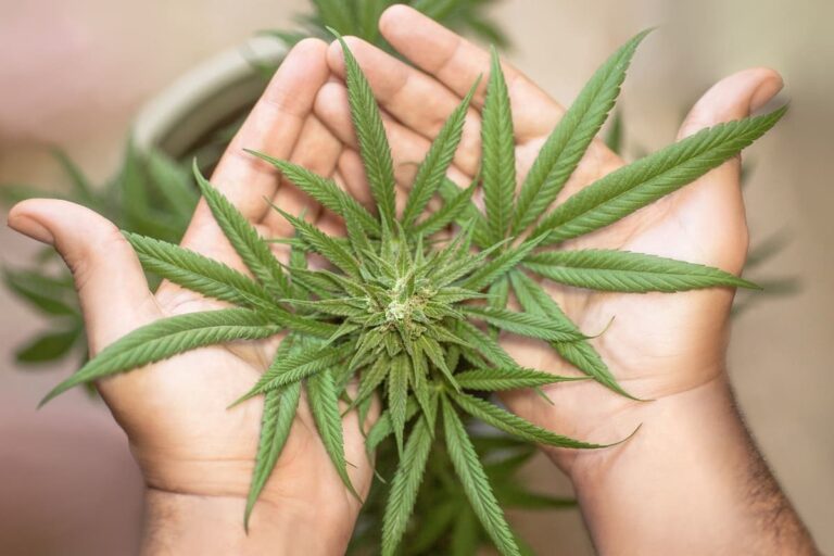 Sheinbaum rechaza marihuana, ¿postura conservadora?