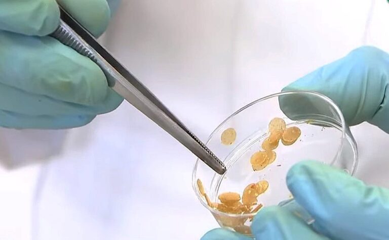 Desarrollan científicos del IPN un bioinsecticida para detener incremento de dengue por lluvias