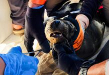 Profepa y Conanp desenmallan 8 ejemplares de lobo marino, en Baja California