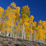 Sabías que el Pando es un árbol de 80,000 años