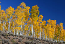 Sabías que el Pando es un árbol de 80,000 años