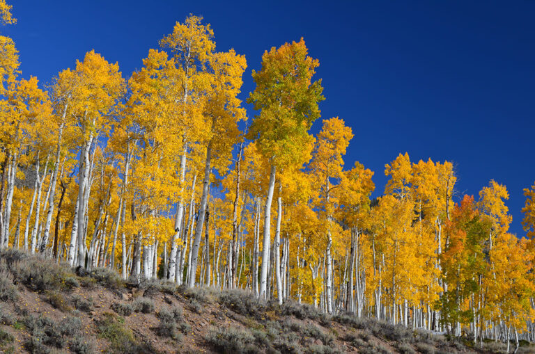 Sabías que el Pando es un árbol de 80,000 años