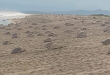 El Santuario de la Playa de Morro Ayuta recibe la 5ª arribada de Tortuga Golfina