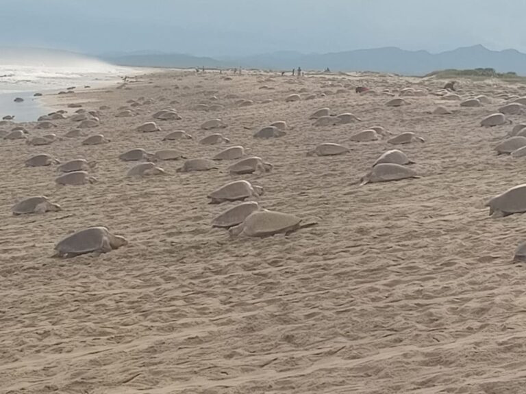 El Santuario de la Playa de Morro Ayuta recibe la 5ª arribada de Tortuga Golfina