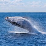 Sabías que el cambio climático está obligando a las ballenas a cambiar sus antiguas rutas migratorias