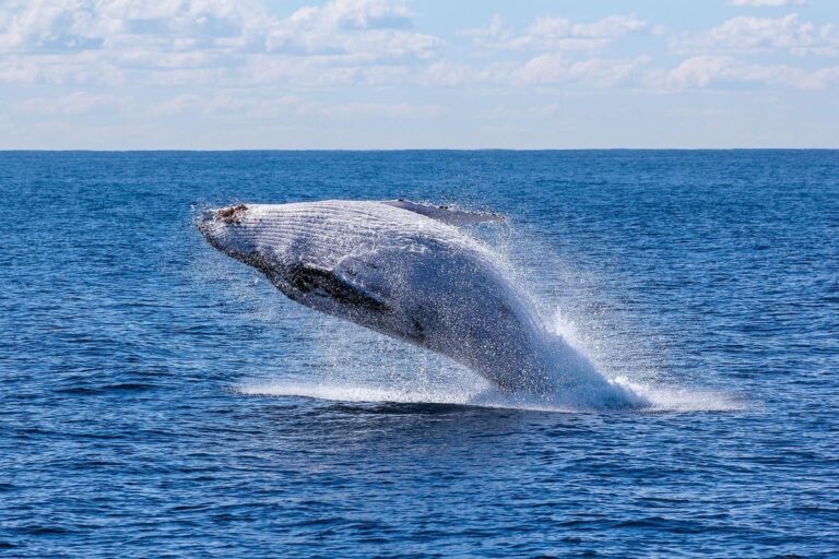 Sabías que el cambio climático está obligando a las ballenas a cambiar sus antiguas rutas migratorias