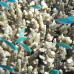 Sabías que los arrecifes de coral están al borde del colapso global
