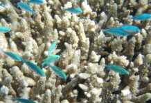 Sabías que los arrecifes de coral están al borde del colapso global