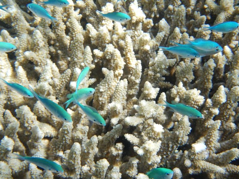 Sabías que los arrecifes de coral están al borde del colapso global