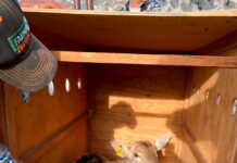 Reubica Profepa a 41 ejemplares que presentaban estrés y peso bajo, en Morelos