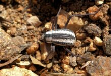 Sabías que hay un escarabajo que se «bebe» la niebla