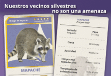 Profepa invita a convivir responsablemente con la fauna silvestre urbana