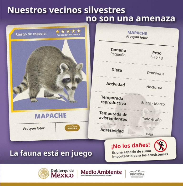 Profepa invita a convivir responsablemente con la fauna silvestre urbana