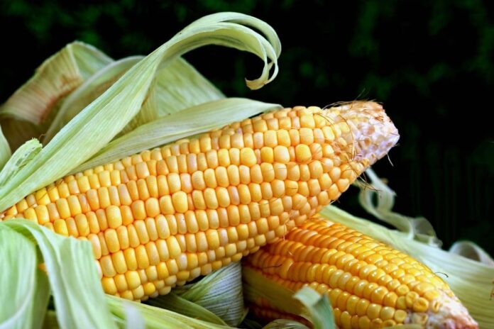 corn-8028831_1280 (1)