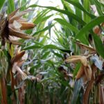 La derecha buscará capitalizar crisis de sectores como el agropecuario