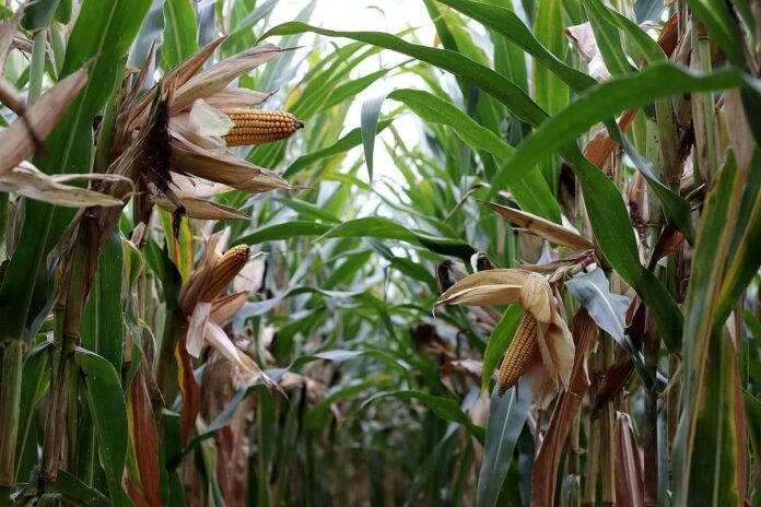 corn-on-the-cob-4507230_1280 (1)
