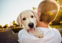 Más que una mascota, un pilar para la salud: informe revela el poder del vínculo humano-animal