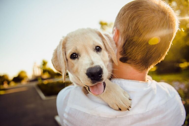 Más que una mascota, un pilar para la salud: informe revela el poder del vínculo humano-animal