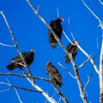 Podcast #Realpolitik101: Los verdaderos carroñeros de Uruapan